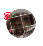 愛犬ダックスフンド（個別スタンプ：8）