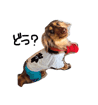 愛犬ダックスフンド（個別スタンプ：9）