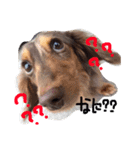 愛犬ダックスフンド（個別スタンプ：10）
