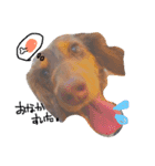 愛犬ダックスフンド（個別スタンプ：12）