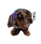 愛犬ダックスフンド（個別スタンプ：13）