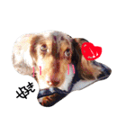 愛犬ダックスフンド（個別スタンプ：14）