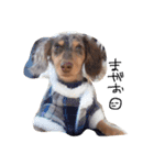 愛犬ダックスフンド（個別スタンプ：16）