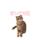 タントミールのタン1（個別スタンプ：5）