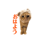 タントミールのタン1（個別スタンプ：6）