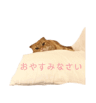 タントミールのタン1（個別スタンプ：12）