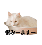 アクティブ・にゃんこ3（個別スタンプ：1）