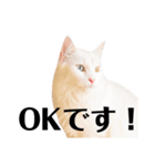 アクティブ・にゃんこ3（個別スタンプ：2）