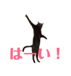 アクティブ・にゃんこ3（個別スタンプ：7）