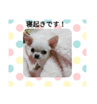 コロンと一緒（個別スタンプ：1）