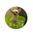 コロンと一緒（個別スタンプ：11）