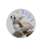 コロンと一緒（個別スタンプ：12）