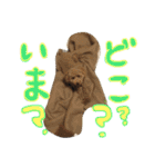 トイプーのあーすくん（個別スタンプ：1）
