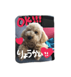 トイプーのあーすくん（個別スタンプ：2）