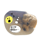 トイプーのあーすくん（個別スタンプ：5）