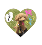 トイプーのあーすくん（個別スタンプ：7）