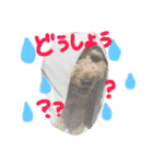 トイプーのあーすくん（個別スタンプ：12）