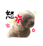 トイプーのあーすくん（個別スタンプ：16）