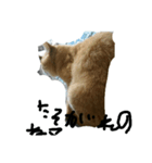 キリの日常（個別スタンプ：1）