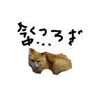 キリの日常（個別スタンプ：4）