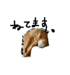 キリの日常（個別スタンプ：6）