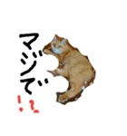 キリの日常（個別スタンプ：7）