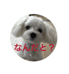 マルプーポポのあいさつ（個別スタンプ：1）