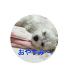 マルプーポポのあいさつ（個別スタンプ：2）