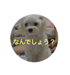 マルプーポポのあいさつ（個別スタンプ：4）