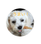 マルプーポポのあいさつ（個別スタンプ：5）