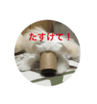 マルプーポポのあいさつ（個別スタンプ：6）