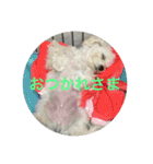 マルプーポポのあいさつ（個別スタンプ：7）
