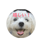 マルプーポポのあいさつ（個別スタンプ：8）
