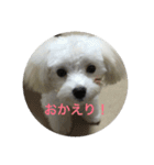 マルプーポポのあいさつ（個別スタンプ：9）