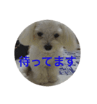 マルプーポポのあいさつ（個別スタンプ：10）