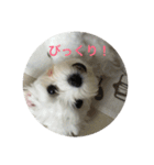 マルプーポポのあいさつ（個別スタンプ：13）