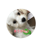 マルプーポポのあいさつ（個別スタンプ：14）