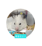 チーム  ゴールデンハムスター  2（個別スタンプ：2）