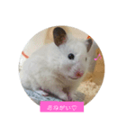 チーム  ゴールデンハムスター  2（個別スタンプ：5）