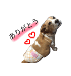 ラッキーちゃんスタンプその1（個別スタンプ：2）