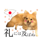ポメチワ みたらしさん（個別スタンプ：8）