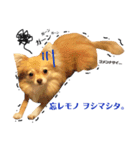 ポメチワ みたらしさん（個別スタンプ：19）