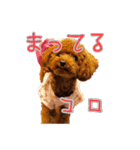 トイプーコロンのスタンプ（個別スタンプ：3）
