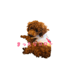 トイプーコロンのスタンプ（個別スタンプ：9）