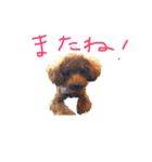 トイプーコロンのスタンプ（個別スタンプ：13）