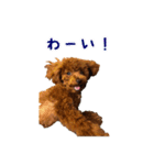 トイプーコロンのスタンプ（個別スタンプ：20）