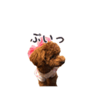 トイプーコロンのスタンプ（個別スタンプ：26）
