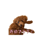 トイプーコロンのスタンプ（個別スタンプ：31）