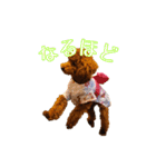 トイプーコロンのスタンプ（個別スタンプ：32）