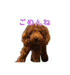 トイプーコロンのスタンプ（個別スタンプ：33）